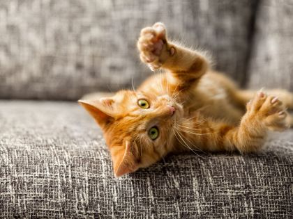 Odstranění drápků: Jedna z nejhorších věcí, které můžete kočce udělat