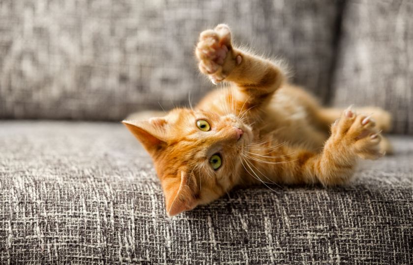 Odstranění drápků: Jedna z nejhorších věcí, které můžete kočce udělat