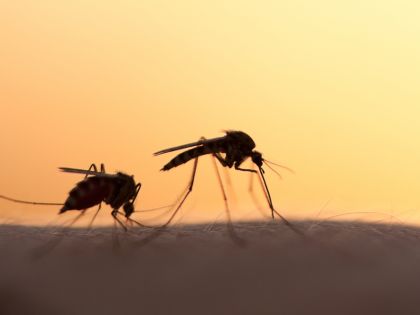 Komáři si vybírají krevní skupiny. Nejvíce jim prý chutná „nulka“