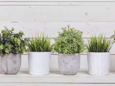 Čistička vzduchu jako ve vesmírné stanici? Postačí květiny.