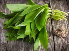 Na detox zkuste medvědí česnek!