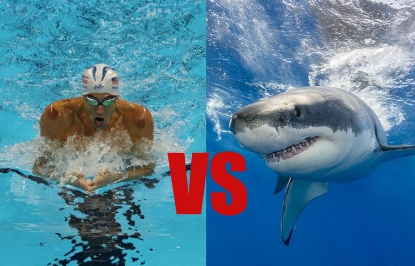Michael Phelps vs. žralok! Kdo je rychlejší? Tak tohle bude zápas do krve 