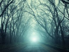 Existuje les, kde najdete víc mrtvých těl než hub. Kde leží?