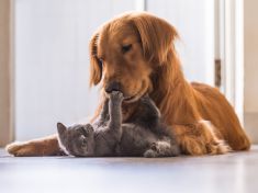 Nepodceňujte své chlupaté přátele! Jsou chytřejší, než si myslíte