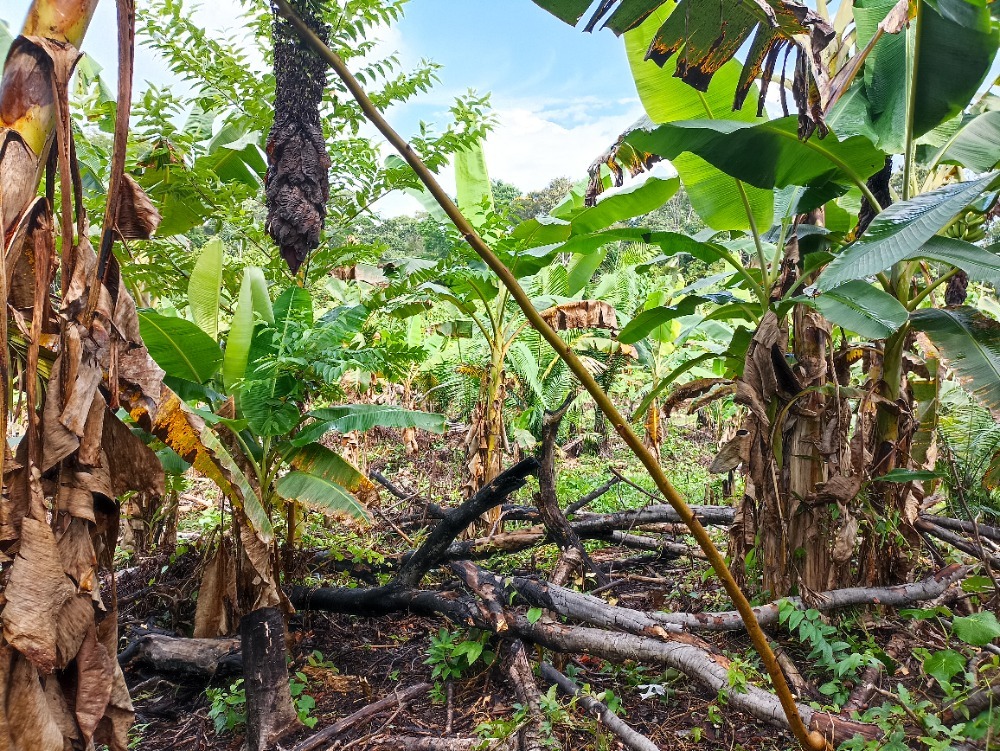 chakra s bananovniky 1 1