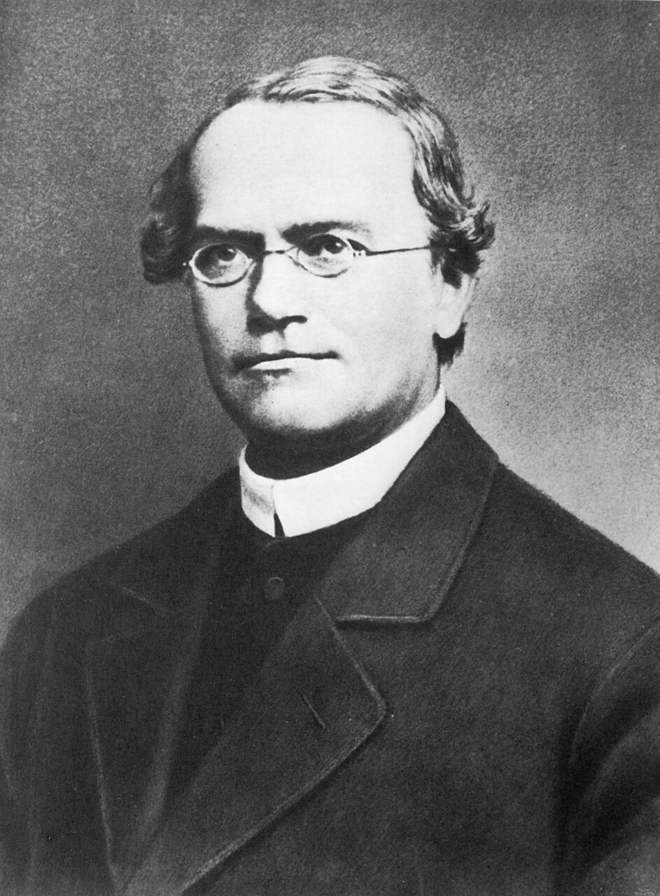 gregor mendel 2 zdroj wikipedia min