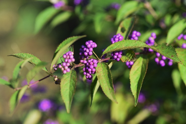 m shutterstock 1822559051