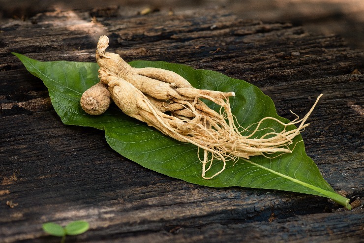 Panax ginseng (Ženšen pravý). m shutterstock 2114523956