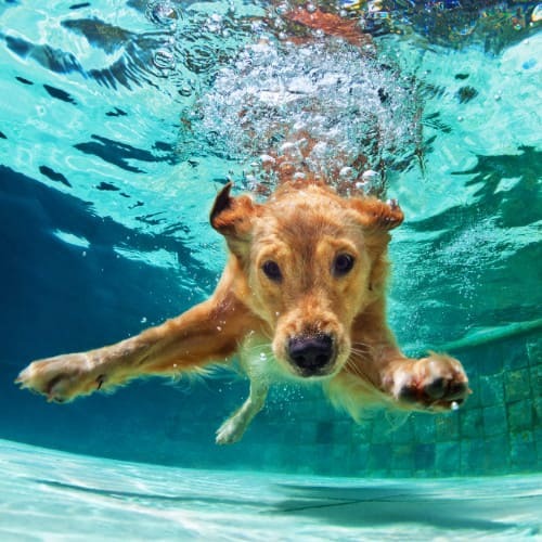 pes ve vode