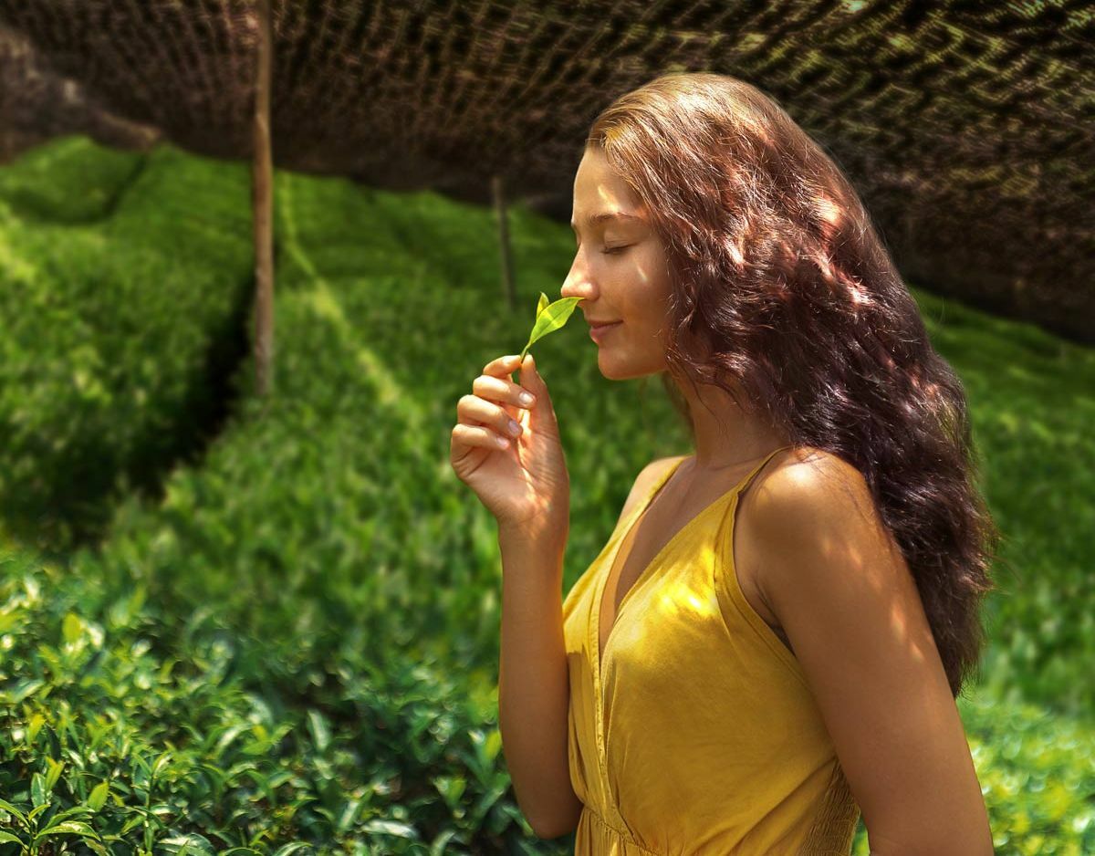 Matcha Reklama Kvalitní matcha? Poradíme vám jak poznat a vybrat ten správný - Flowee