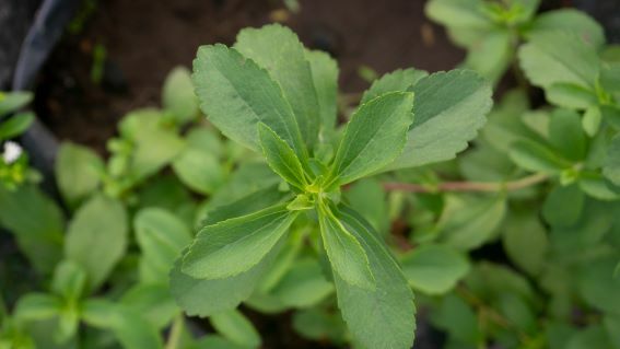 shutterstock 2679898225