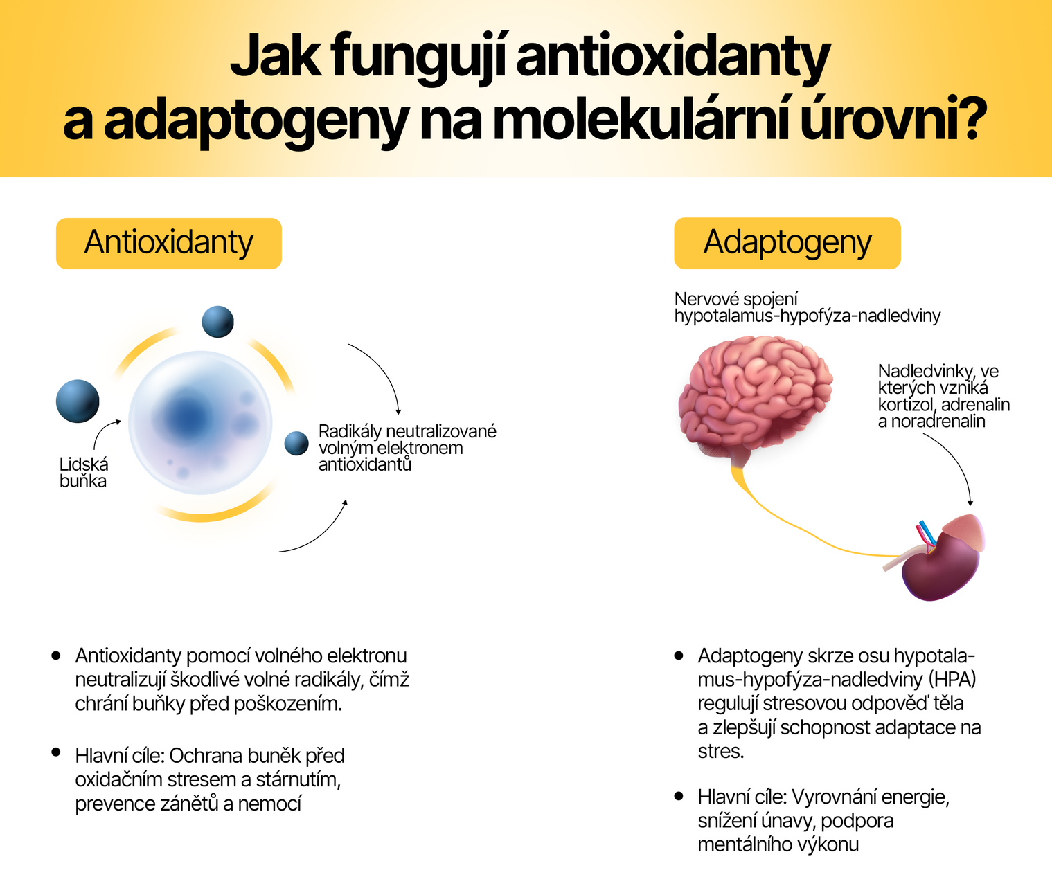 adaptogeny a antioxidanty
