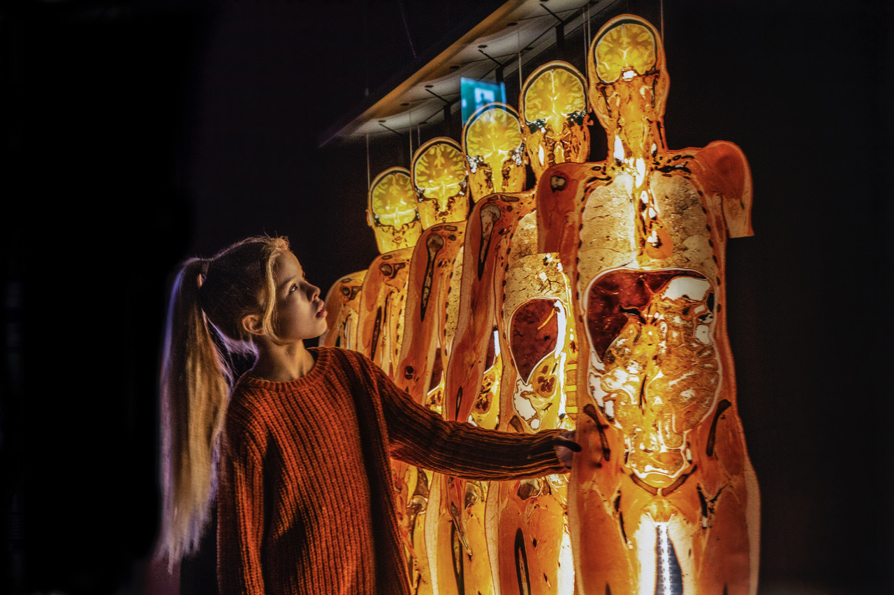 Z výstavy Body Worlds. (foto: se svolením) body worlds girl slices p0a0668