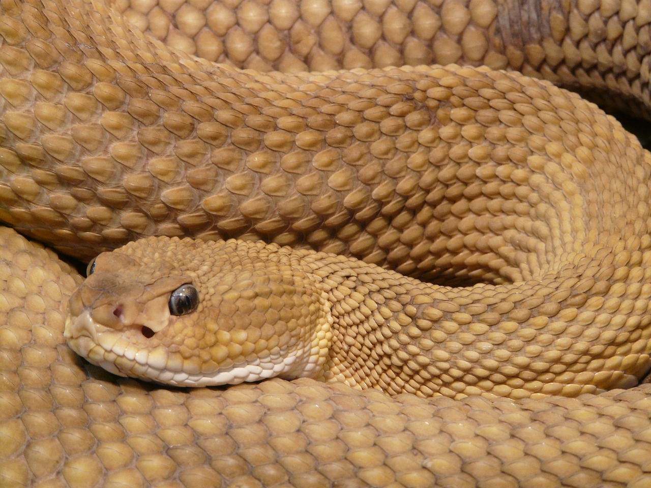 basilisk rattlesnake 7304 1280