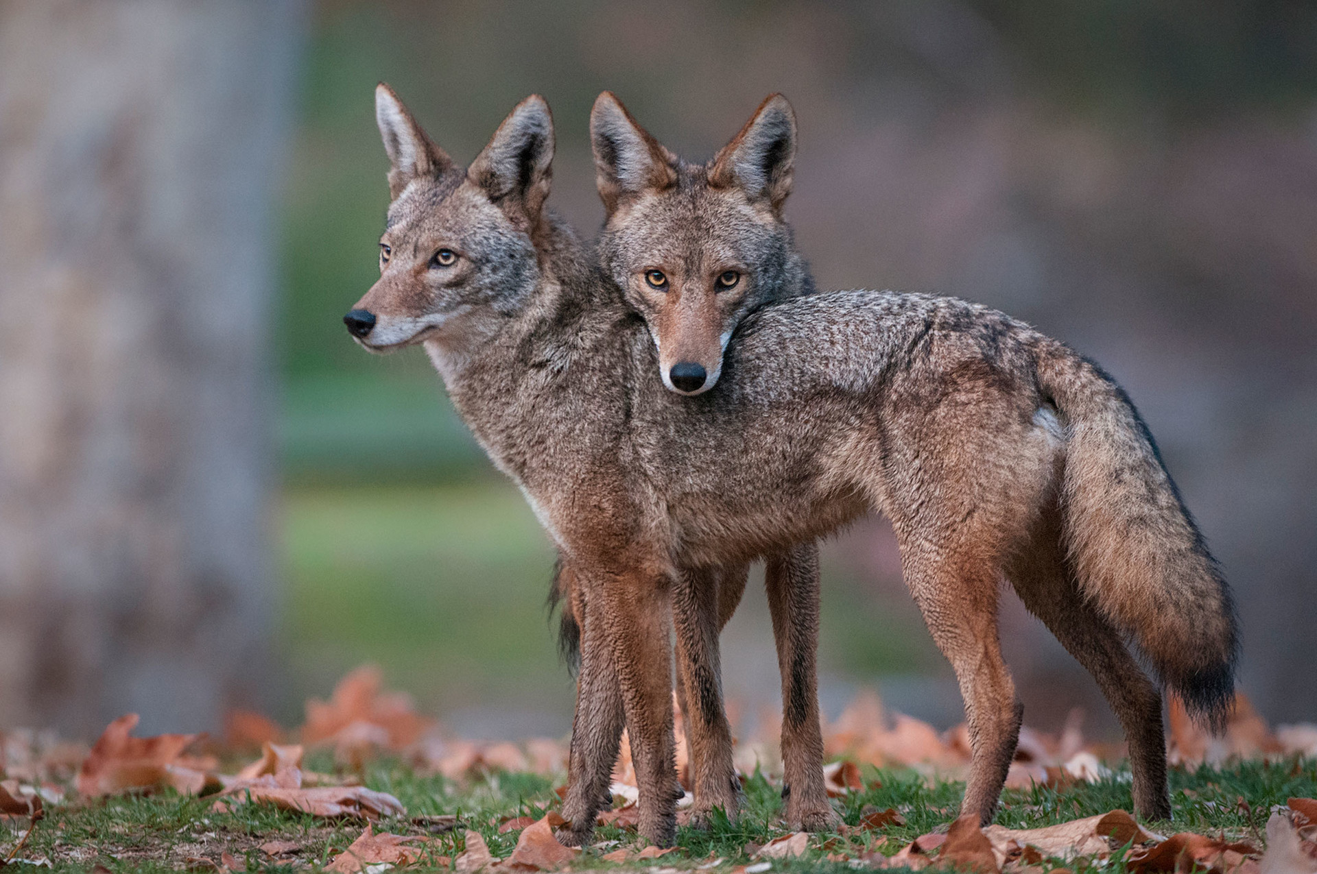 Kojoti se ze svého přirozeného prostředí stahují do měst. Mohou za to lidé. 03coyote america