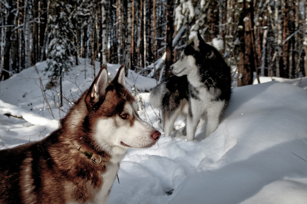 Původní američtí psi téměř vyhynuli, nechali po sobě ale geny s rakovinou husky