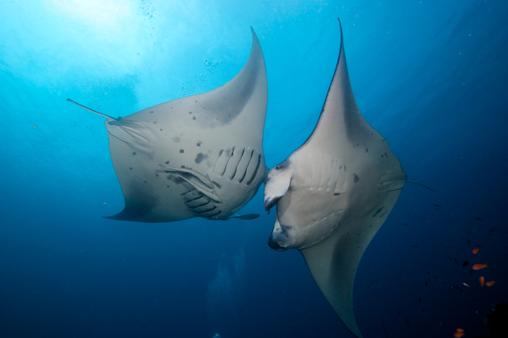 manta shutterstock 96853045