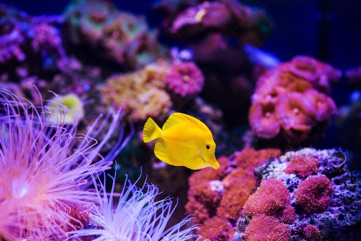 m rude more je jednim z nejoblibenejsich cilu evropskych potapecu