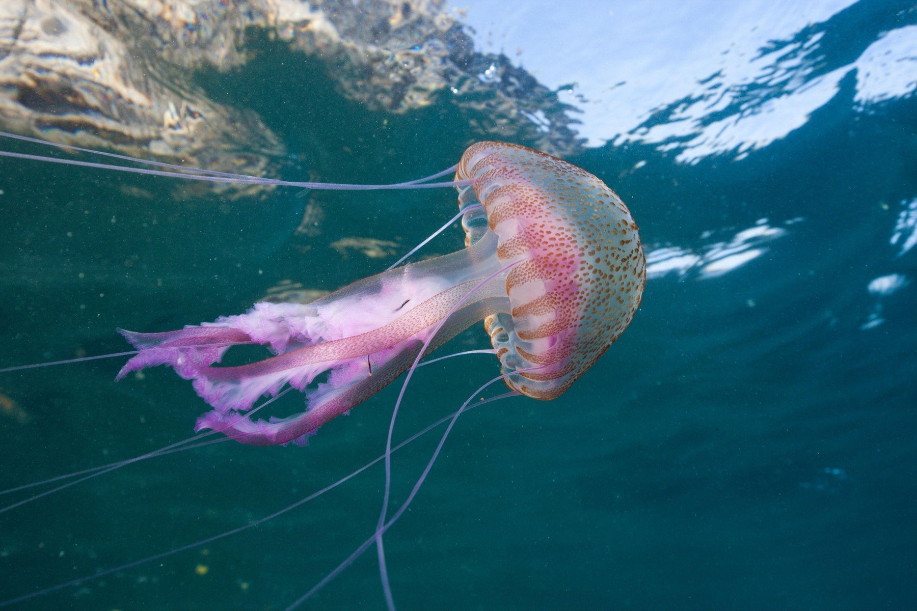 Medúzy Pelagia noctiluca dnes potkáme například v oblíbeném španělském letovisku Costa Brava meduza costabrava