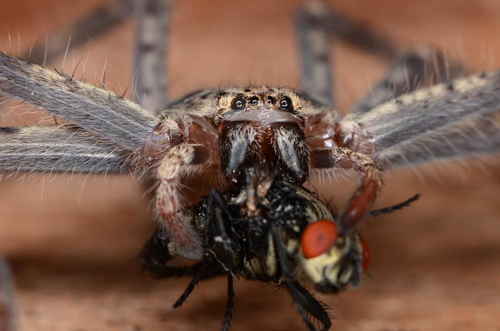 Arachnofobie může vzniknout v dětství a trvat až do dospělosti shutterstock 713630500