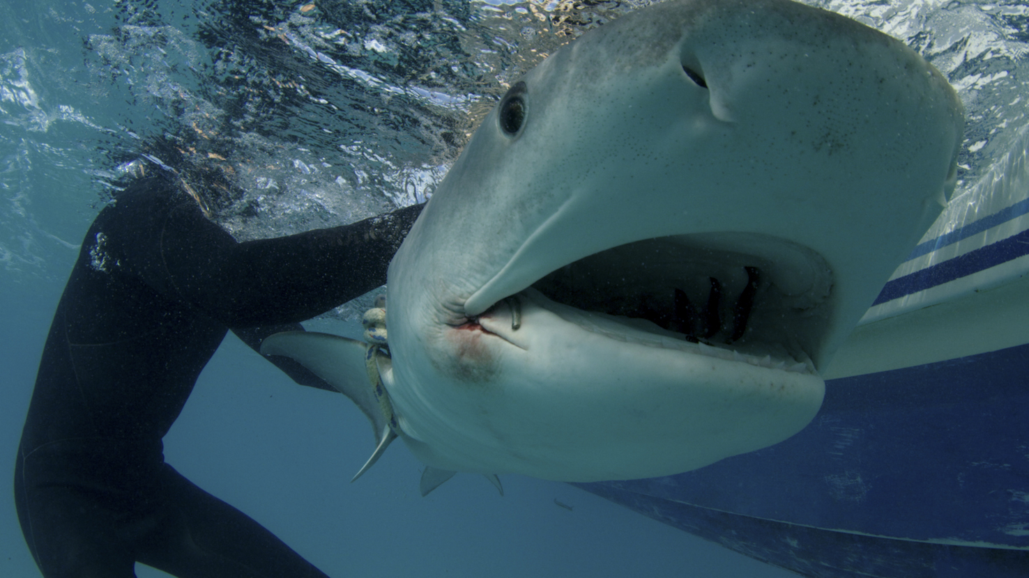 bearvsshark s