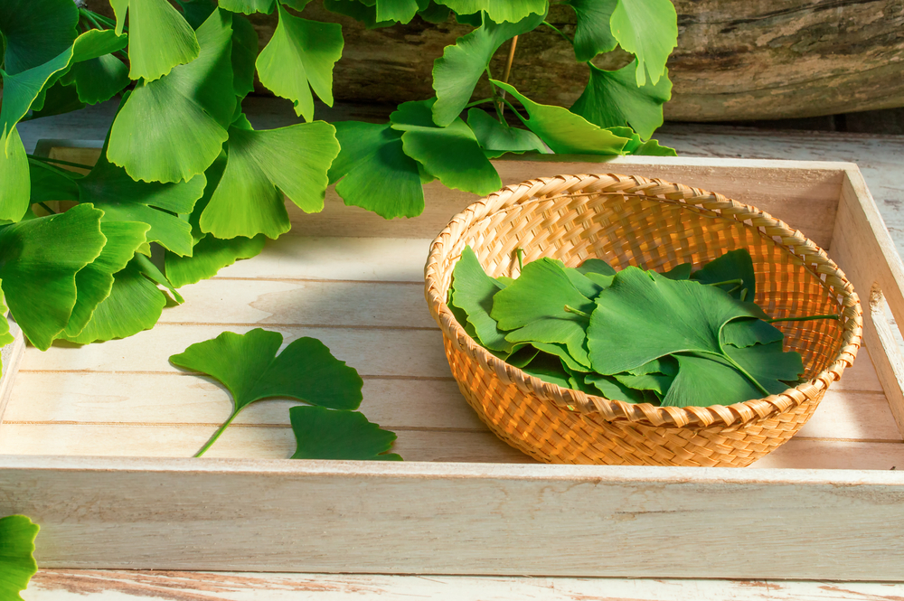 ginkgo