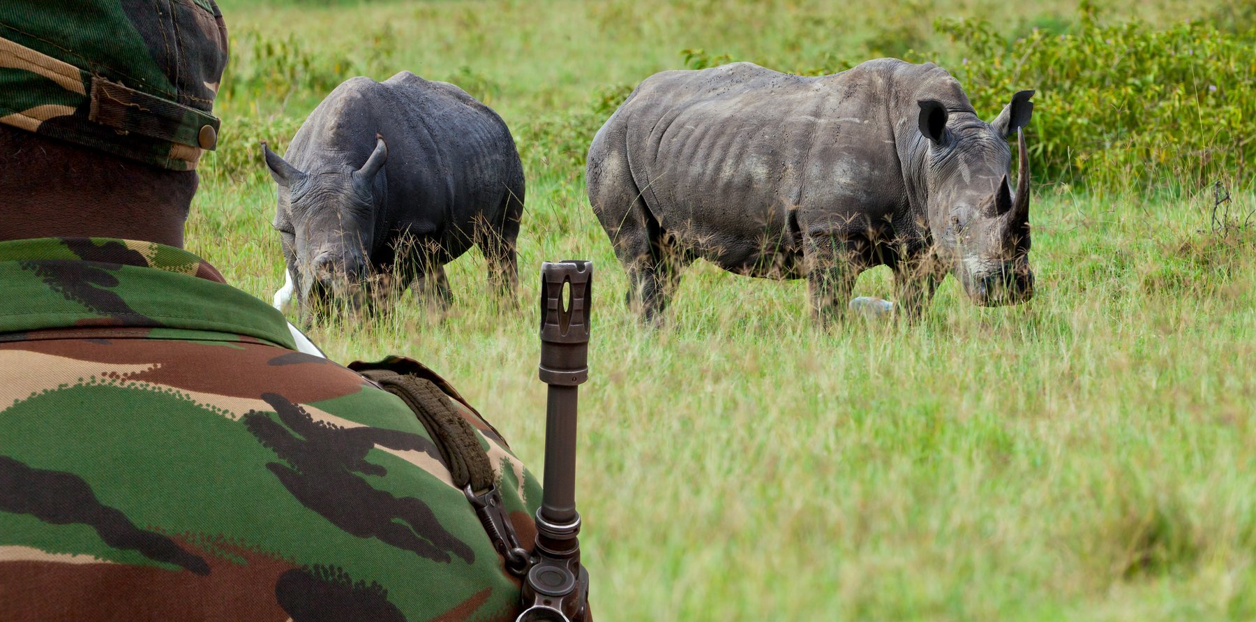 nosorozec ochrana kenya
