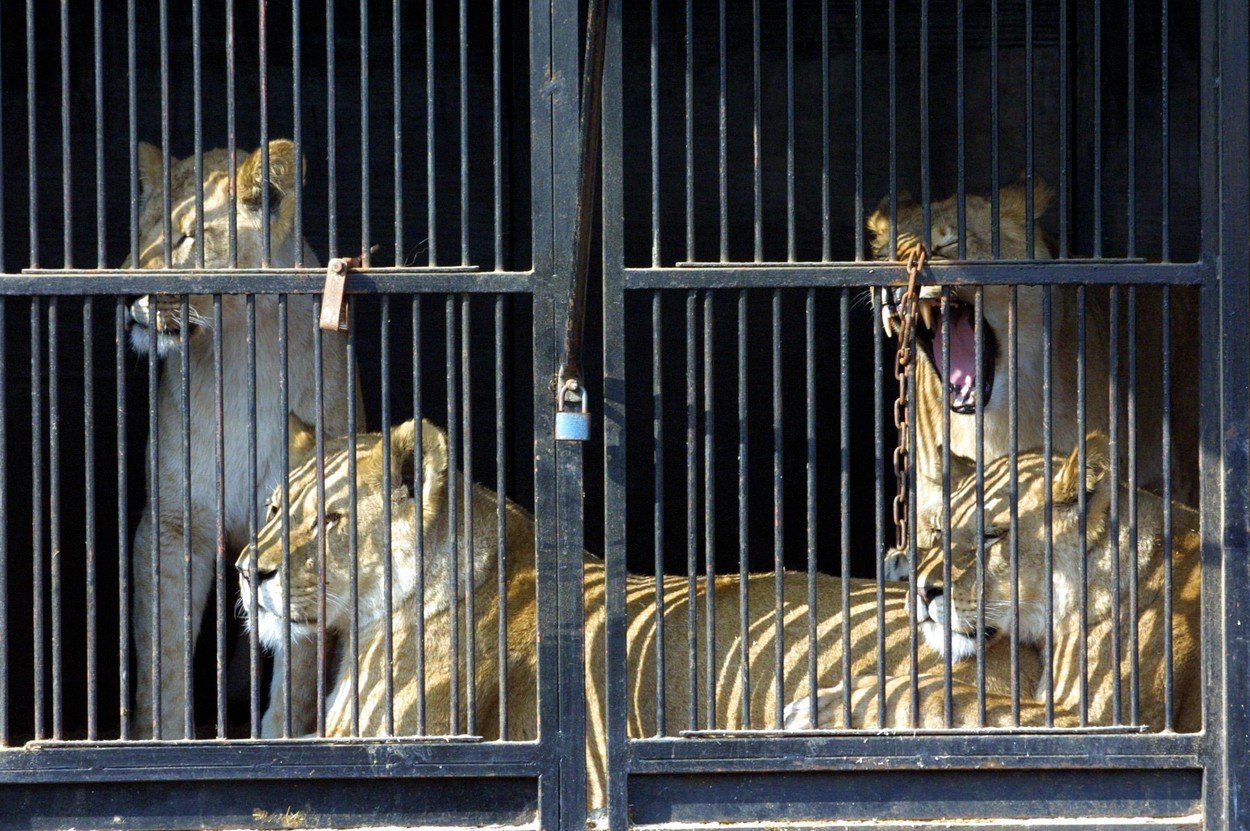 cirkus klece 0081065495