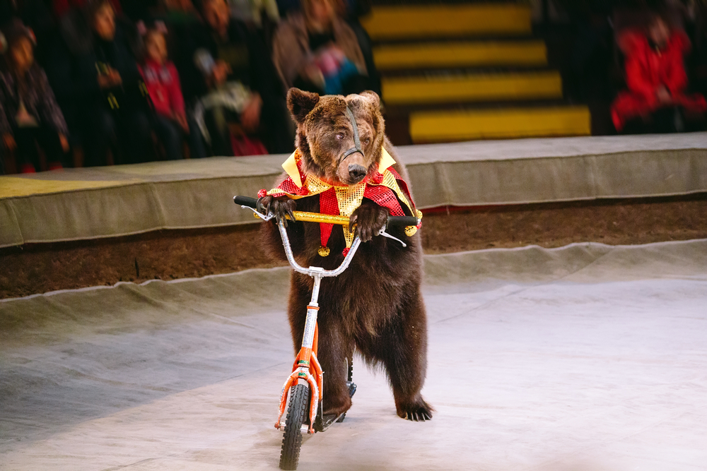 cirkus medved 604126742