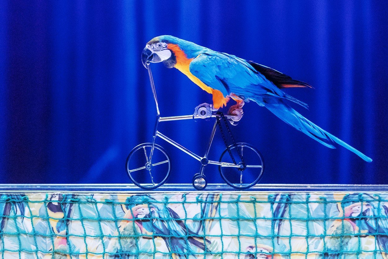 cirkus papousek 0355789418