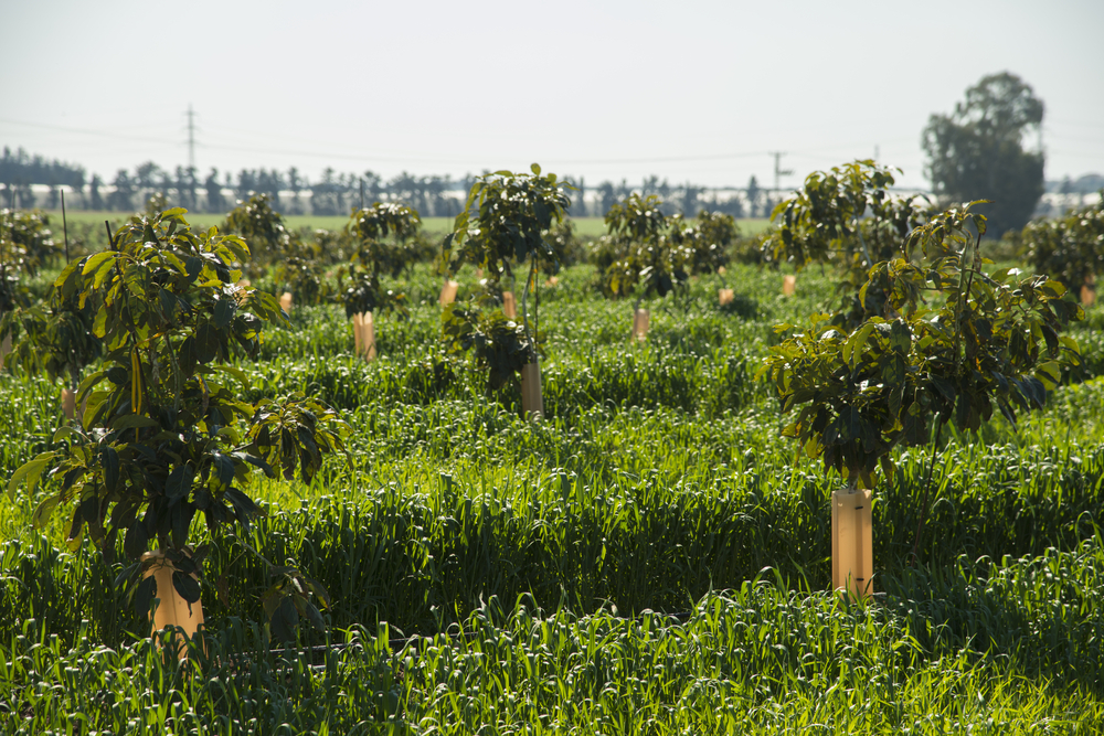 avocado plantaz 598659674