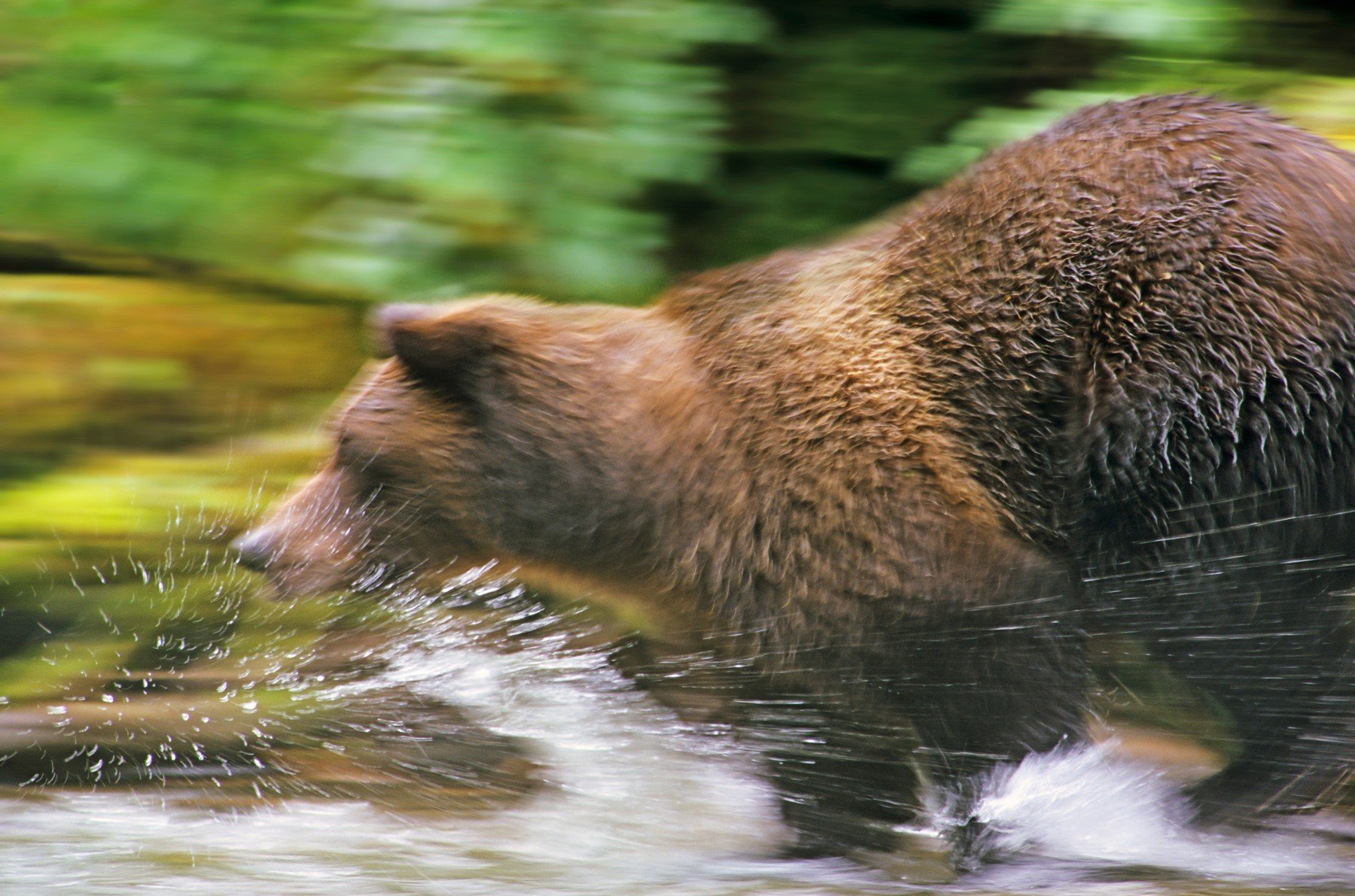 medved beh 0294043773