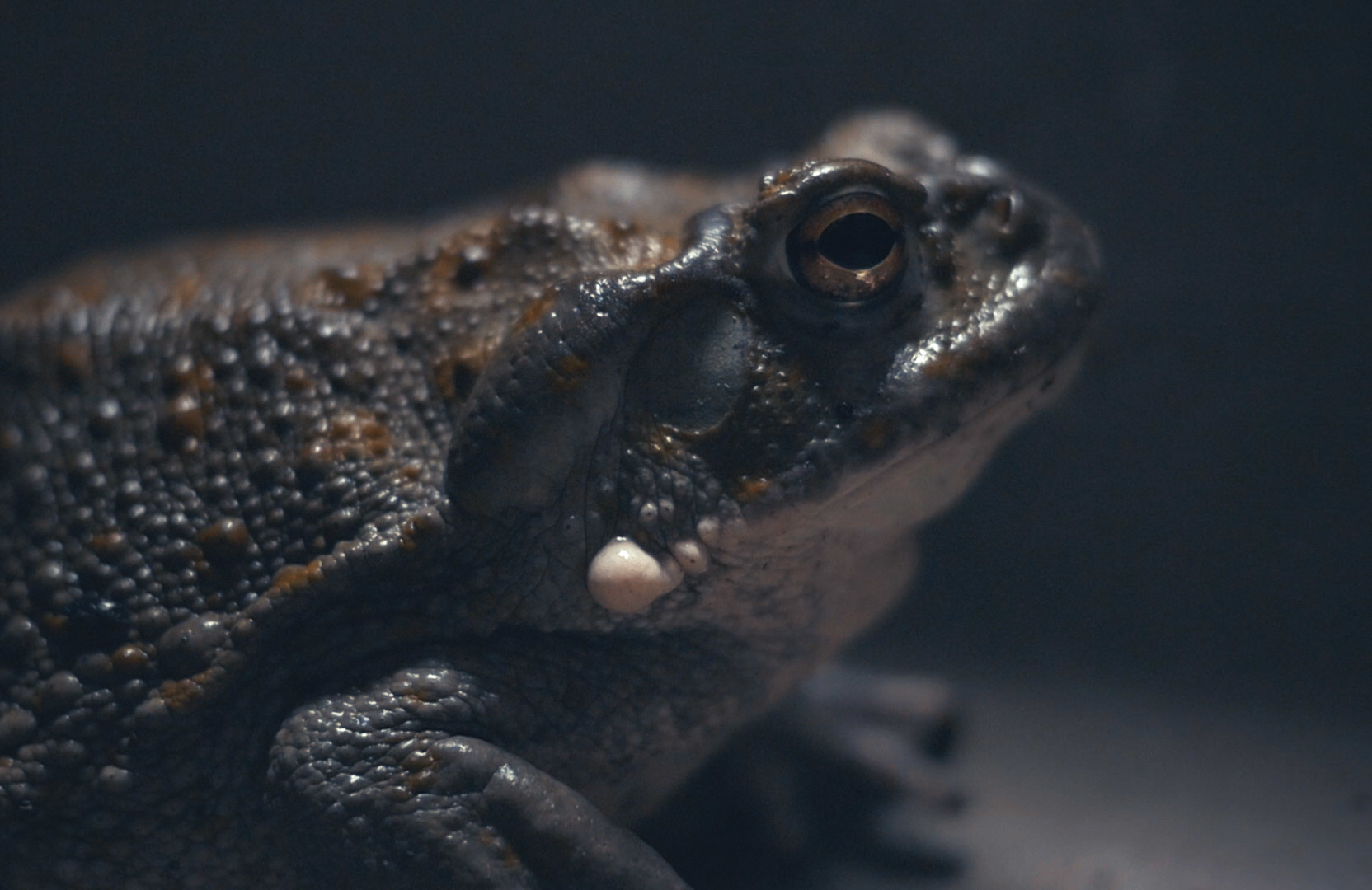 Žába Bufo Alvarius. Samotná ropucha ani neví, co za poklad v sobě nosí bufo alvarius 3