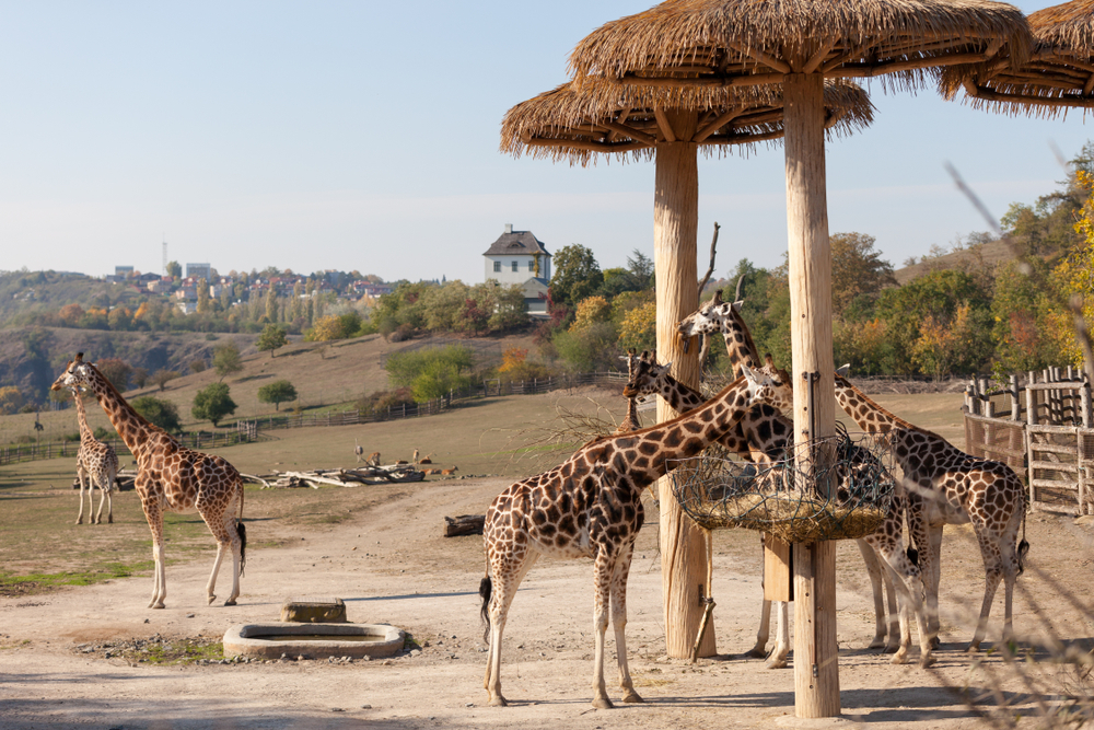 Na sobotu je kromě programu nachystáno také jarní počasí zoo zirafy 1226315977