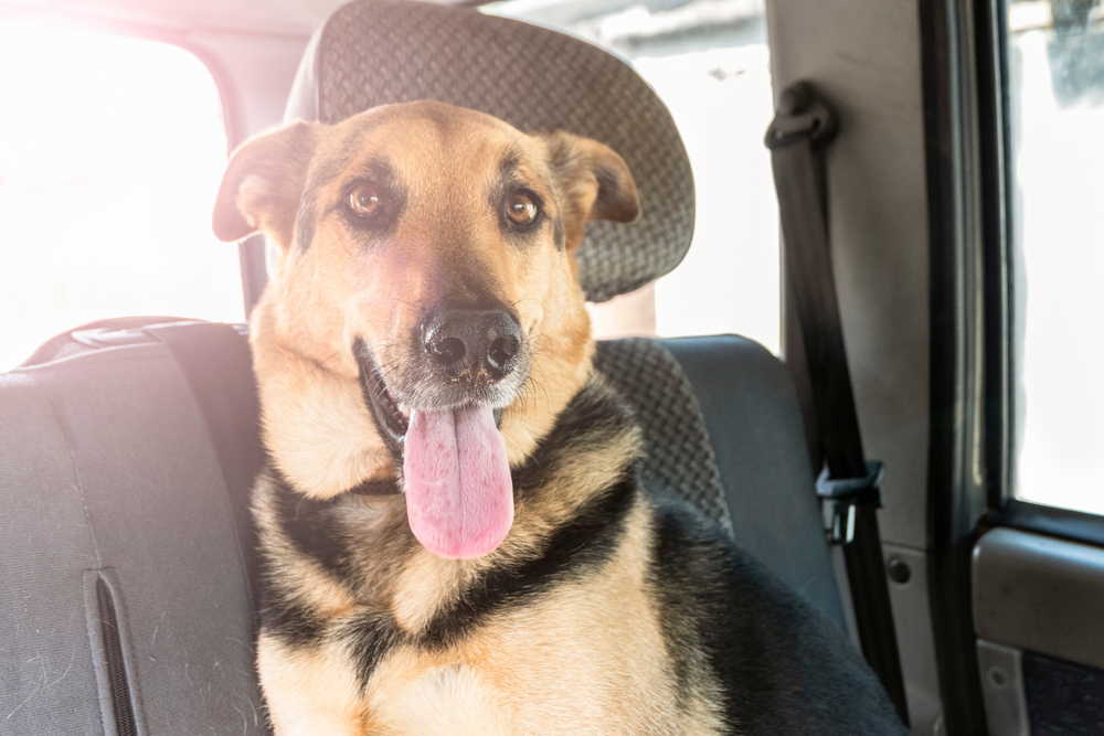 vedro pes 1402388186