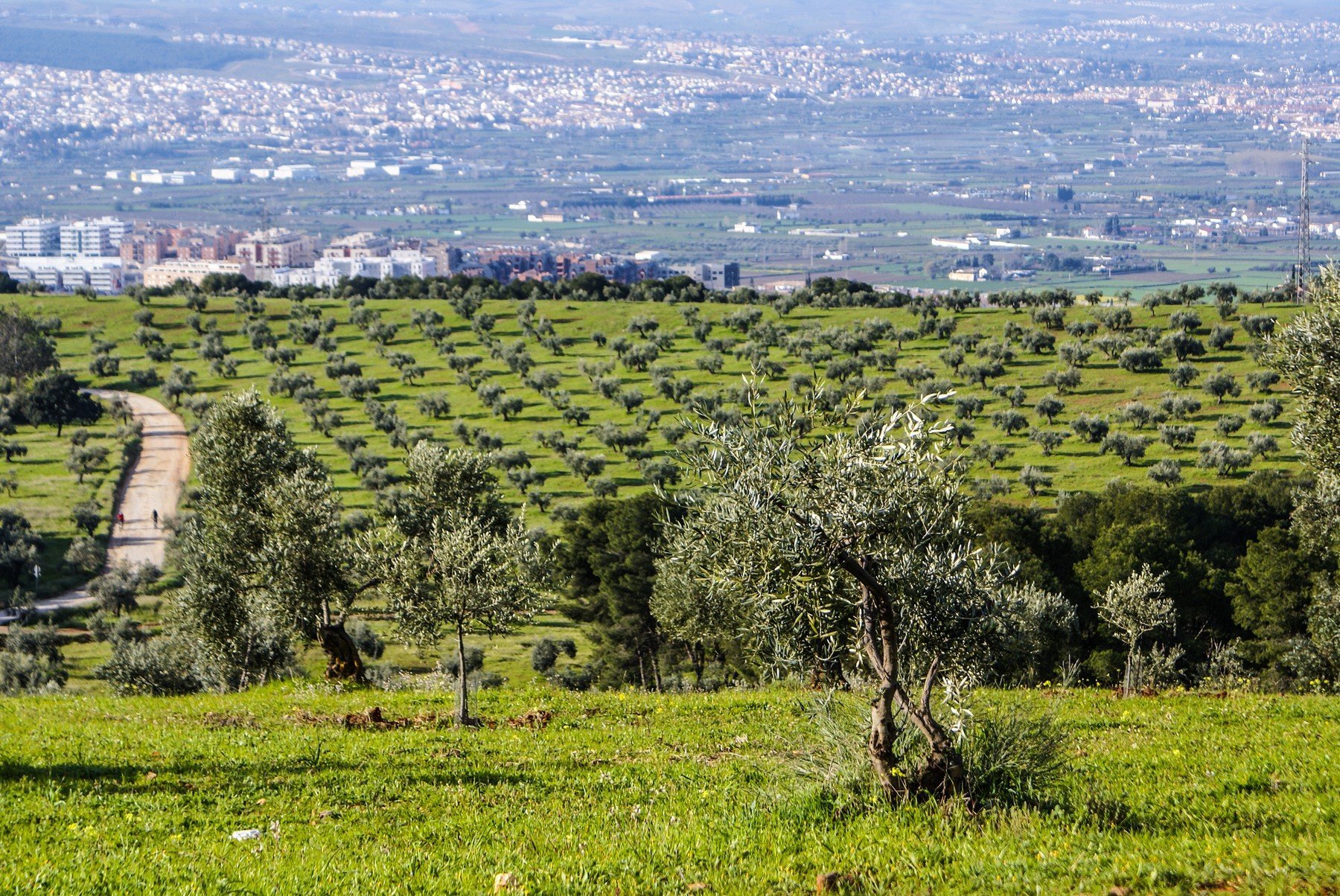 Olivovníkové háje v Andalusii jsou častým hnízdištěm středomořských ptáků. Farmáři na ně ale při sklizni nehledí olivy 0186063114