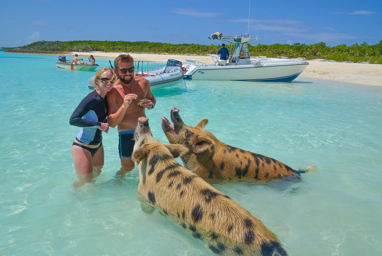 Koupání s prasaty na jednom z bahamských ostrovů je místní atrakcí. Mají ji prasátka ráda? bahamas prasat 0255797078