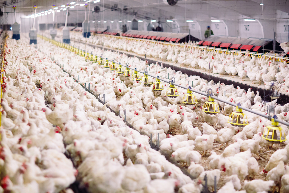 farma kurata 695412481