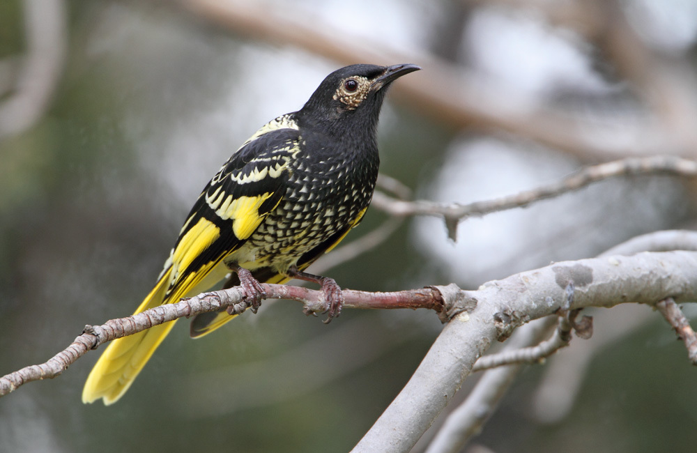 regent honeyeater