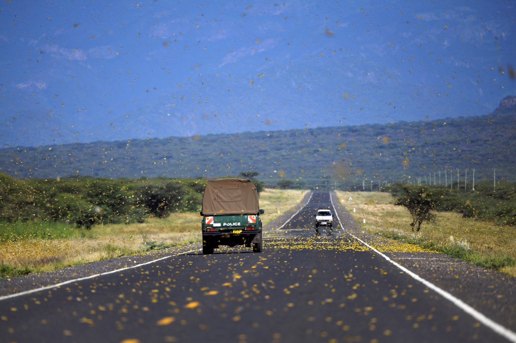 Oblast Samburu v Nairobi koncem letošního ledna. Invaze kobylek ohrožuje kromě této země i Etiopii, Keňu a Somálsko sarancata silnice 0494258575