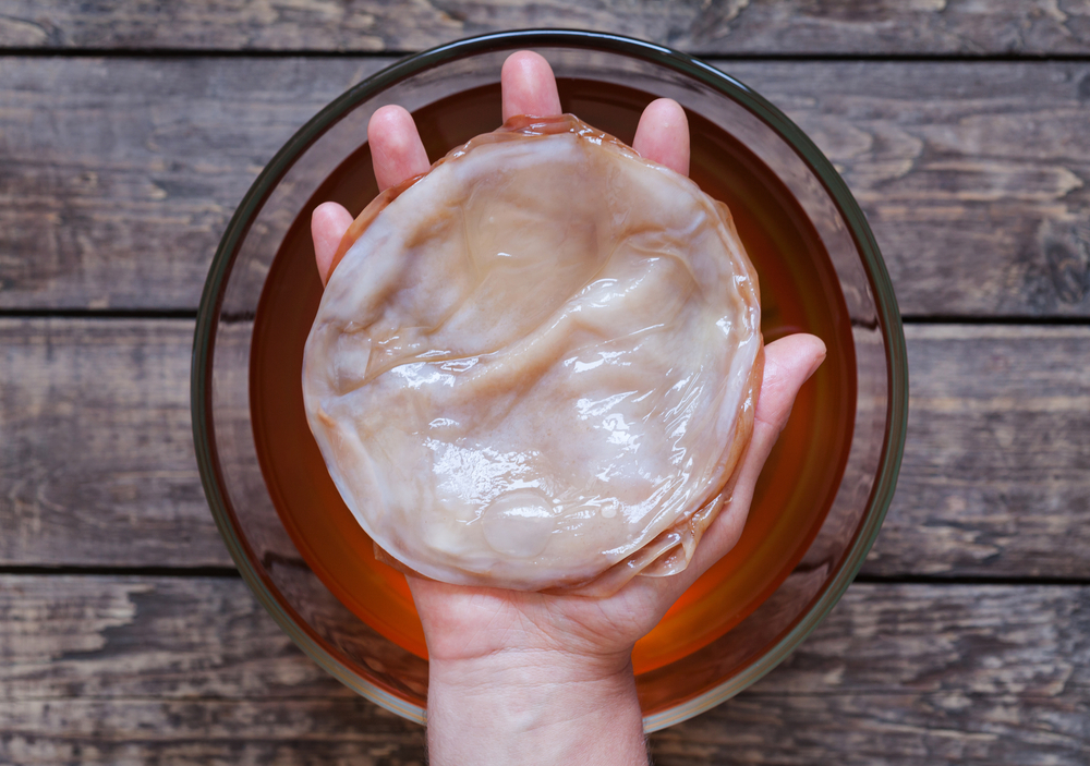 Kombuchová kultura není houba. Jedná se o symbiózu kvasinek a octových bakterií. kombucha2