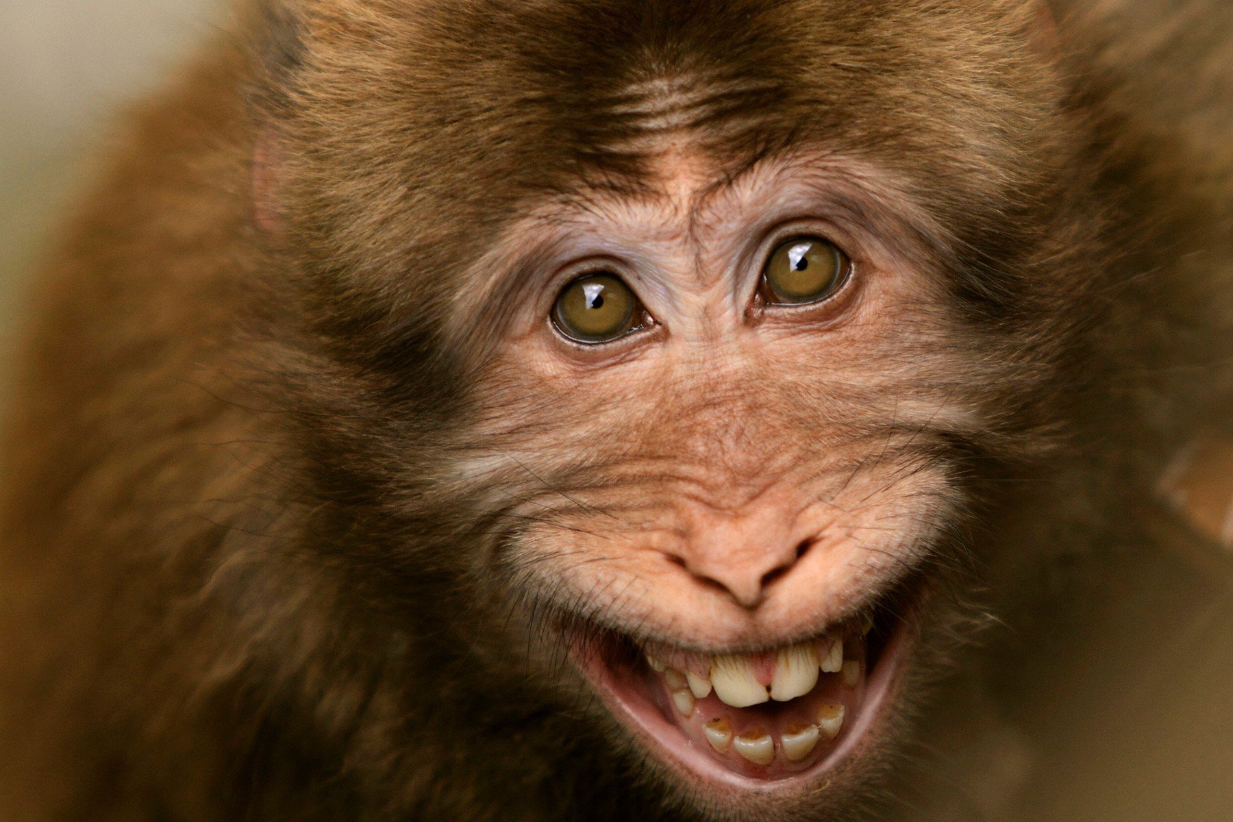 Про улыбающихся зверят. Смешные обезьянки. Смешные мордашки животных. Обезьяна улыбается. Животные смеются.