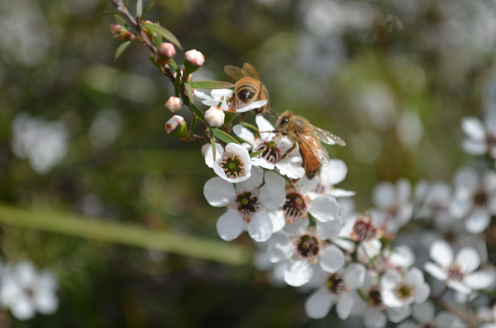 Z nektaru květů keře manuka na Novém Zélandě včely vyrábějí zdravější med, než je ten tuzemský. shutterstock 571696309