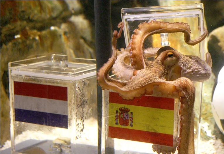 octopus