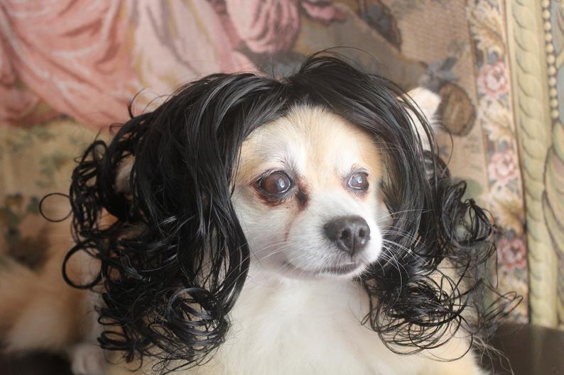 pet wig