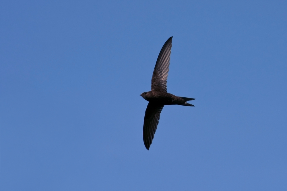 rorys obecny shutterstock 487794979