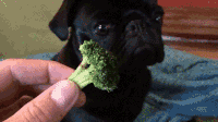 pes brokolice giphy