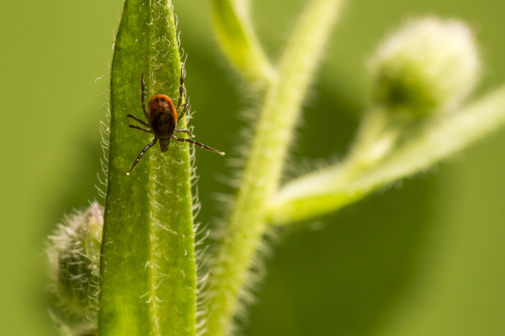 kliste shutterstock 562737472