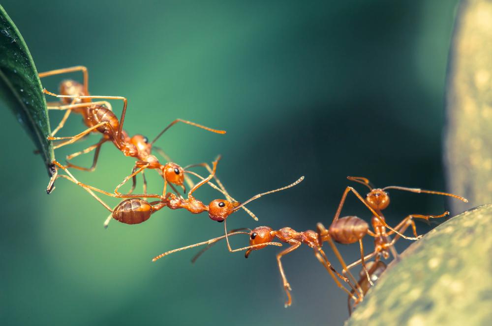 Mravenci jsou týmoví hráči, sami mají ale skvěle vyvinutý orientační smysl mravenci shutterstock 232113886