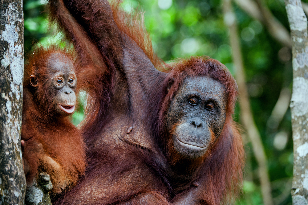 Proč je kampaň proti palmovému oleji tak úspěšná? Protože útočí na naše city. No řekněte, ublížili byste takovému roztomilému orangutanovi? palmac shutterstock 360257138